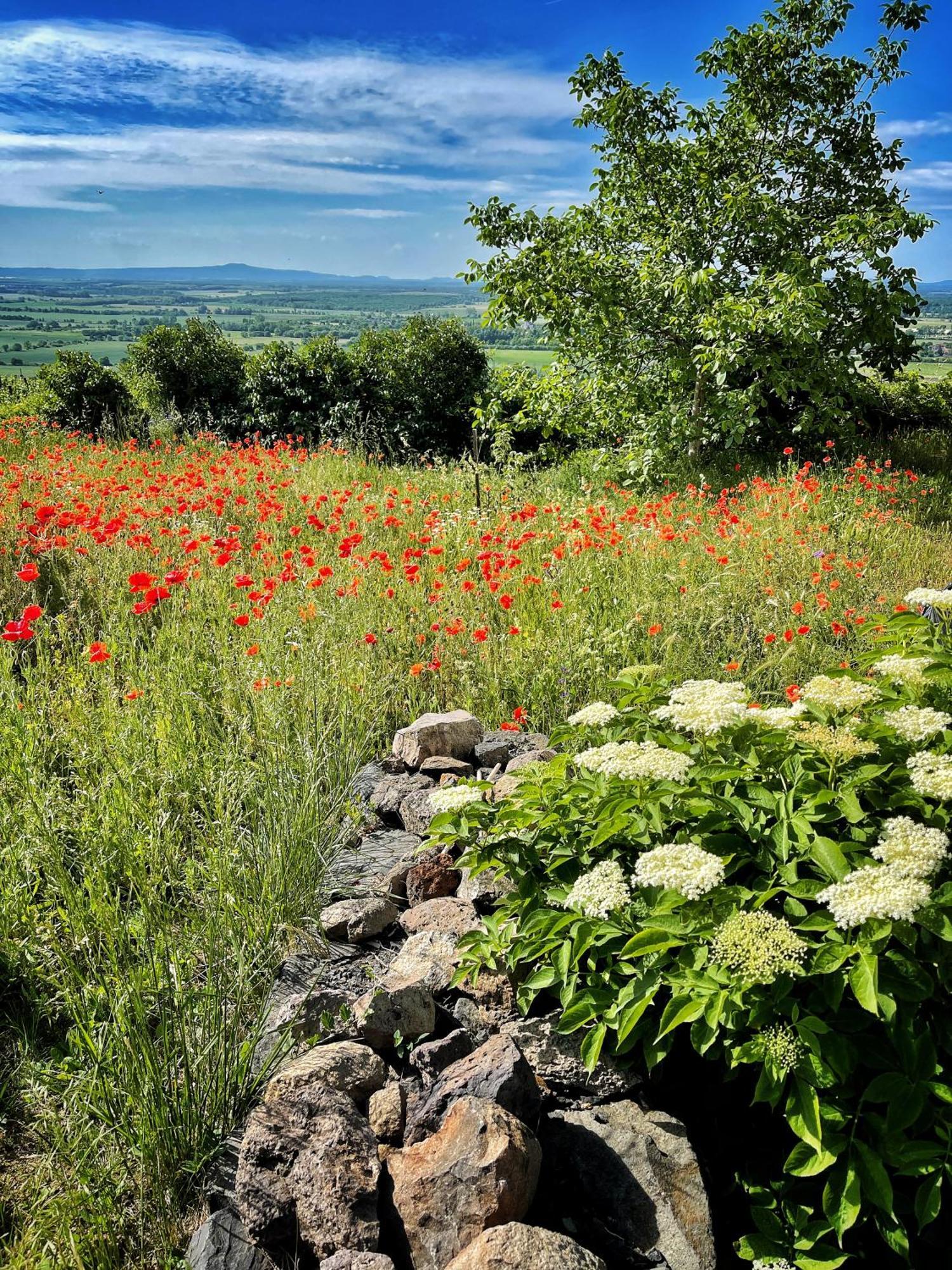 Somlo Wineshop Guesthouse Somlovasarhely Exteriér fotografie